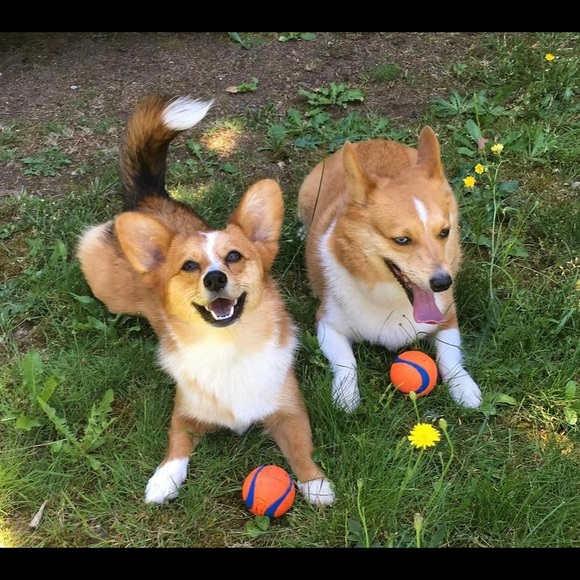 Meet your Posher, Saria Foxx🦊💜 - Picture 14 of 14